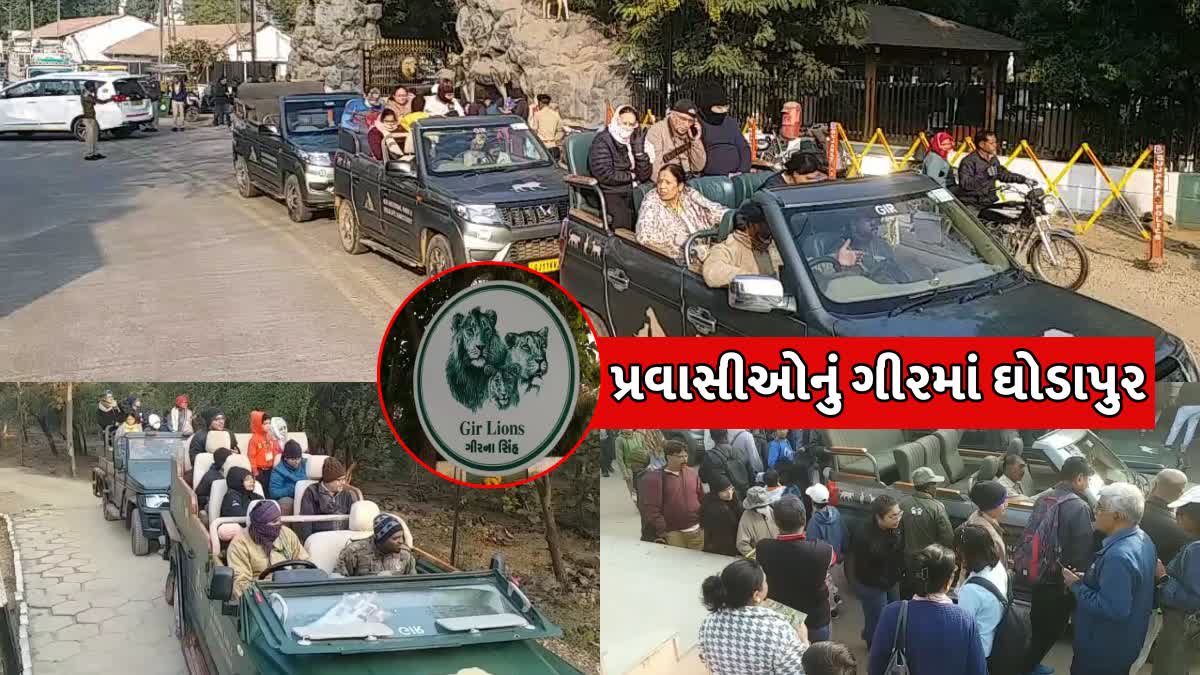 થર્ટી ફર્સ્ટ ઉજવણીને લઈ પ્રવાસીઓનું ગીરમાં ઘોડાપુર