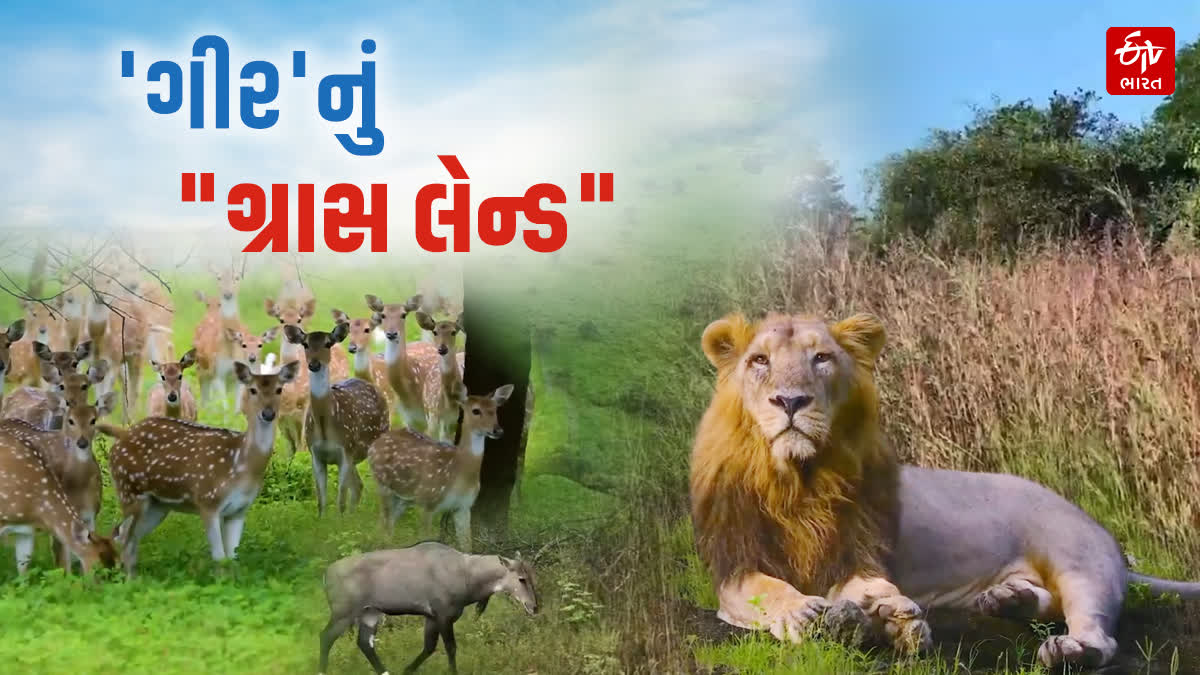ગીરના ઘાસિયા મેદાનોમાં ફરીથી જોવા મળશે 'સ્થાનિક ઘાસોની પ્રજાતિ