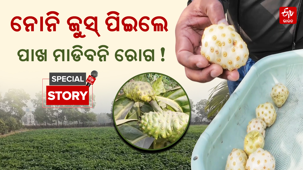 MEDICINAL NONI FRUIT