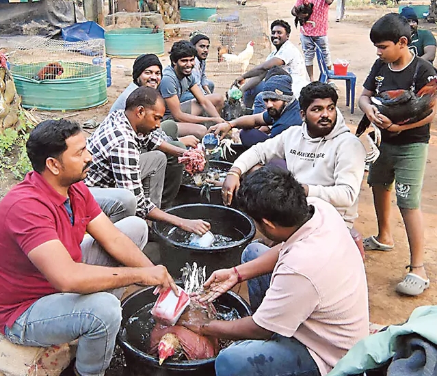 Arrangements for Cock Fight