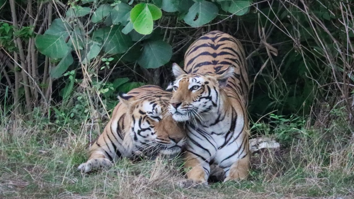 TIGER INCREASED DEWAS KHIWANI