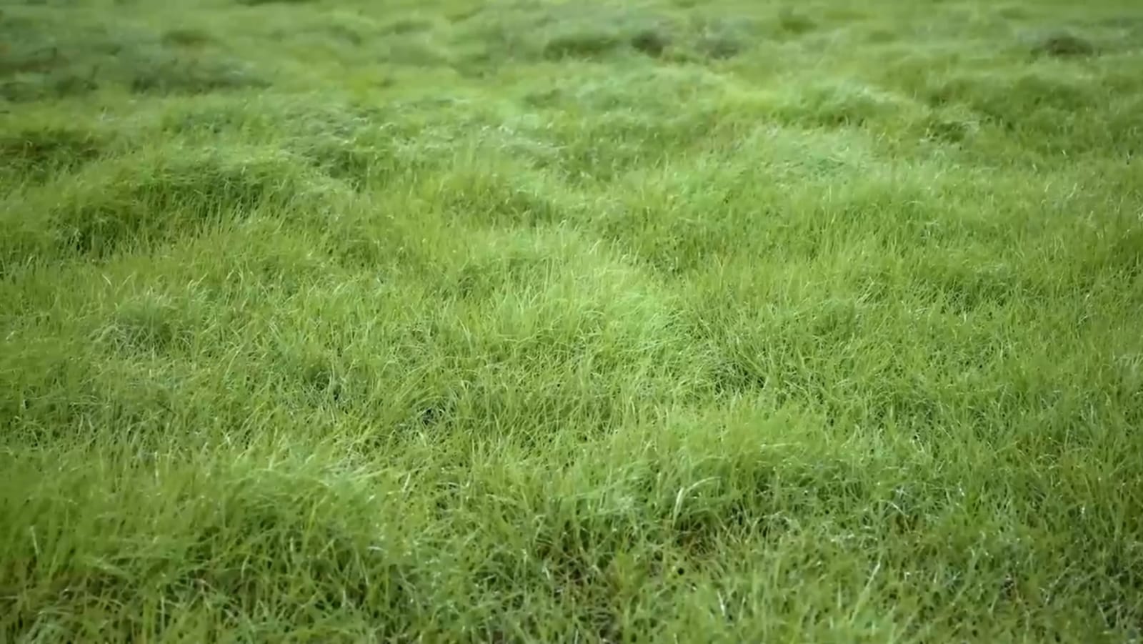 ઘાસિયા મેદાનોમાં ફરીથી જોવા મળશે 'સ્થાનિક ઘાસોની પ્રજાતિ'