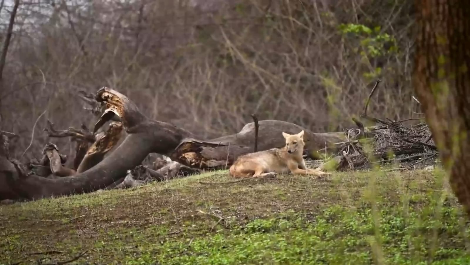 ઘાસિયા મેદાનોમાં ફરીથી જોવા મળશે 'સ્થાનિક ઘાસોની પ્રજાતિ'