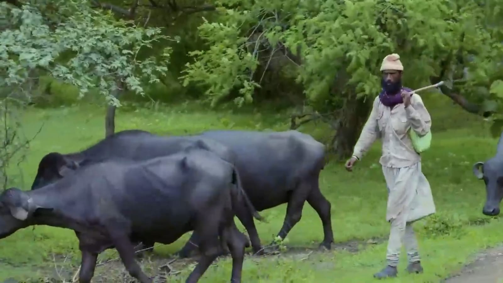 ગીરની ભેંસ