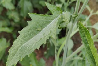 बहरोड में शीतलहर