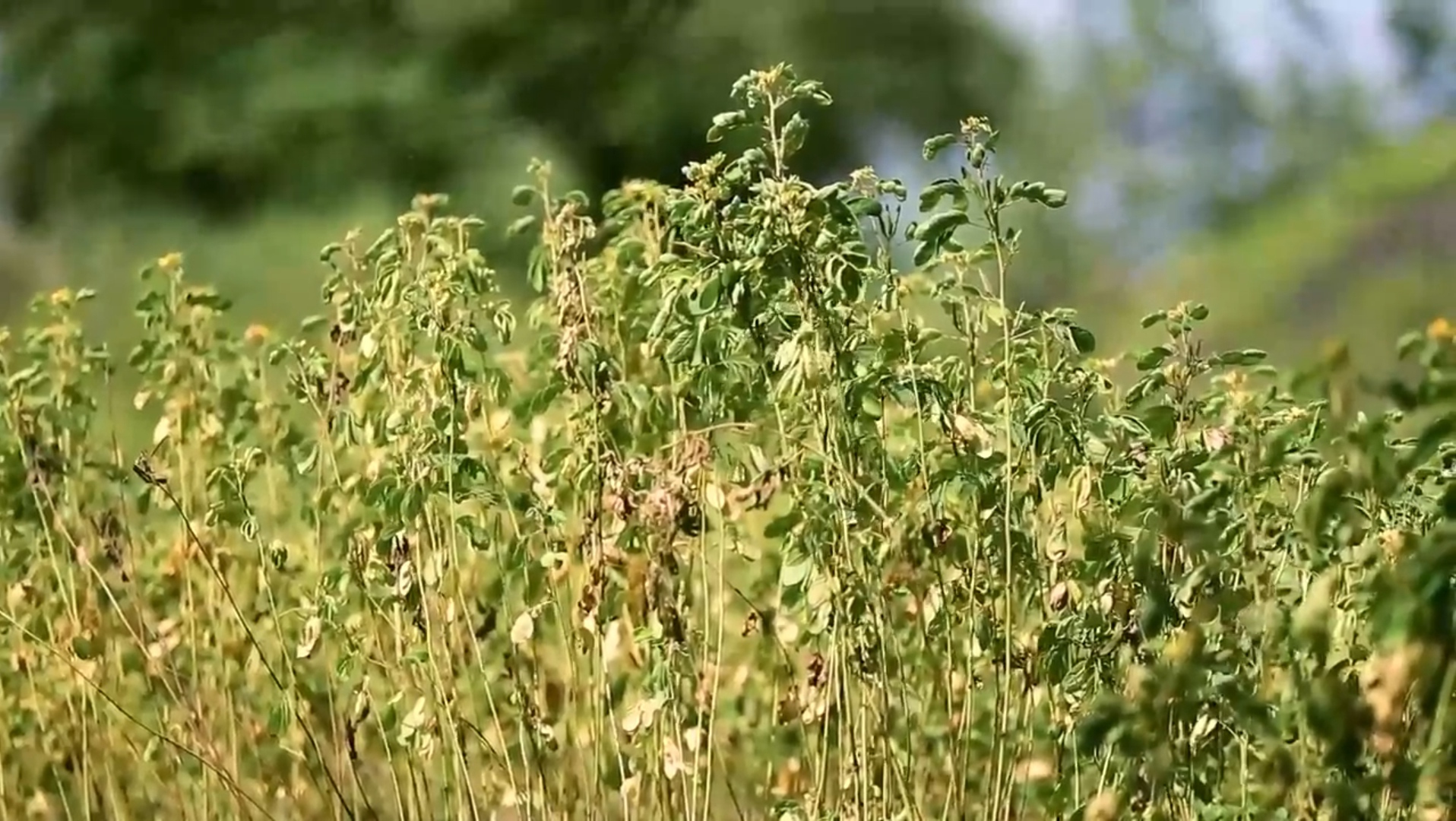 ઘાસિયા મેદાનોમાં ફરીથી જોવા મળશે 'સ્થાનિક ઘાસોની પ્રજાતિ'