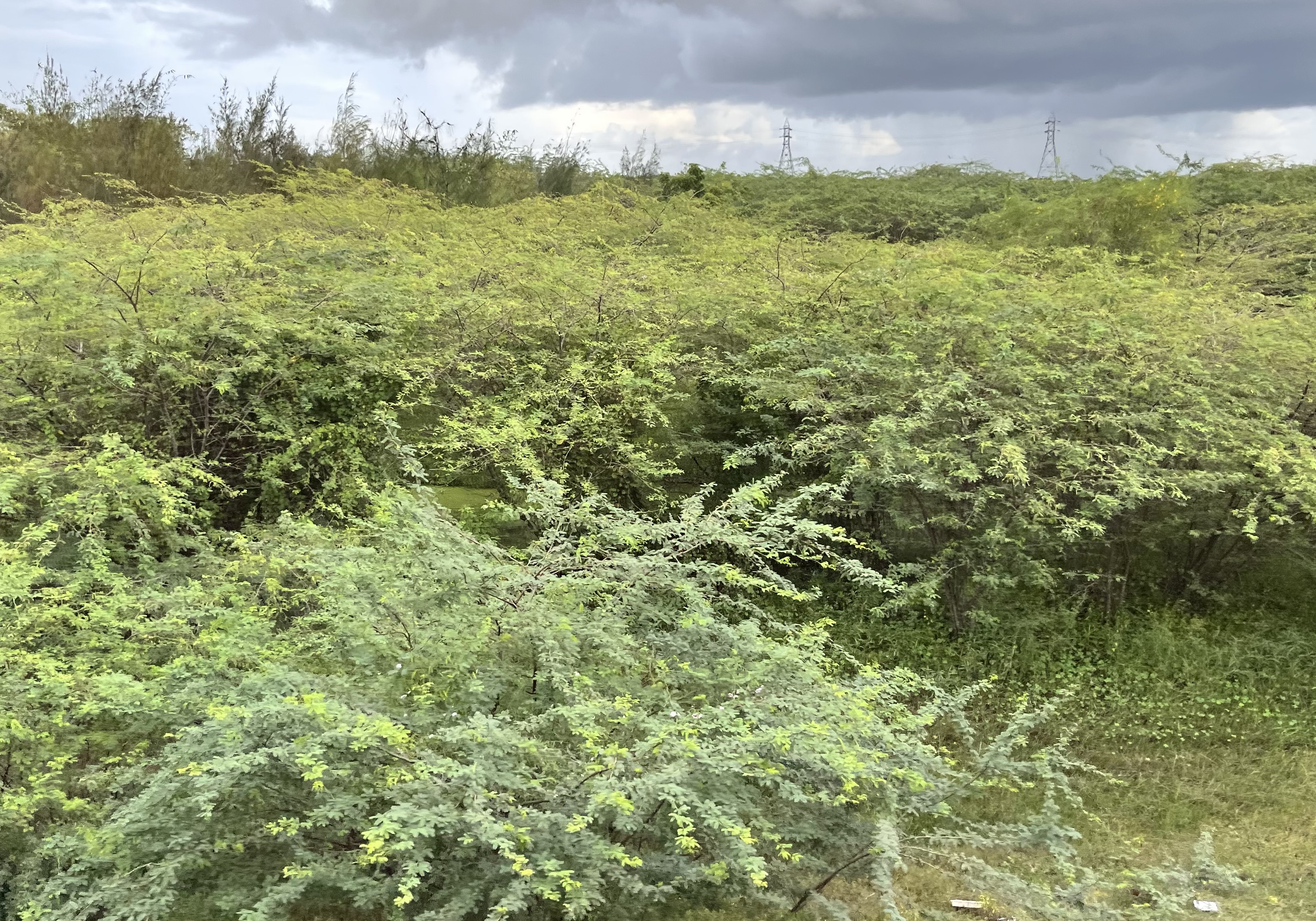 கருவேல மரங்கள்