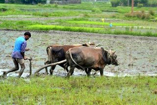 भारतीय कृषि को नए सिरे से परिभाषित करेगा साल 2020