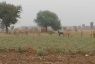 Nilgai Terror