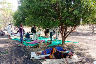 COVID patients getting treated in orchards in MP