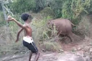 Tribal youths assault elephants; booked
