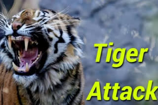 Tiger attack