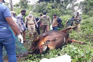 കാട്ടുപോത്ത് വേട്ട അറസ്റ്റ് വാര്‍ത്ത  കാട്ടുപോത്ത് വേട്ട വാര്‍ത്ത  വയനാട് ബാവലി കാട്ടുപോത്ത് വാര്‍ത്ത  കാട്ടുപോത്ത് കൊന്നു വാര്‍ത്ത  wild buffalo hunting news  wild buffalo killing news  wild buffalo killing arrest news  wayanad bavali wild buffalo news  bavali wild buffalo killing news  ബാവലി കാട്ടുപോത്ത് കൊന്നു വാര്‍ത്ത