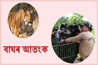Tiger terror at Dalgaon near Orang National Park