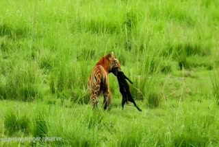 Social media ত ভাইৰেল বাঘৰ চিকাৰৰ দৃশ্য