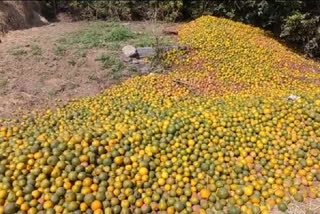 Quintals of Nagpuri oranges left along roads in Maharashtra