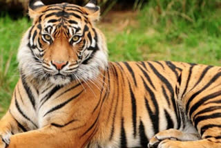 tiger seen in sundarbans before new year's eve