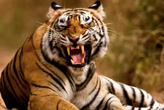 iron net boundary for jungle in sundarbans to avoid human tiger conflict