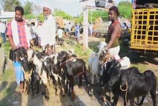 உளுந்தூர்பேட்டையில் ரூ. 3 கோடிக்கு மேல் ஆடுகள் விற்பனை!