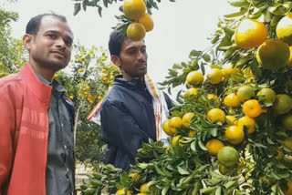 Umekar brothers from Amravati set an example of smart farming
