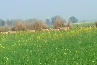 नीलगाय के आतंक से किसान परेशान