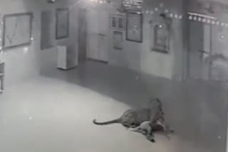 Watch: Leopard hunting a dog from residential vicinity in Amreli