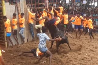 ஜல்லிக்கட்டு