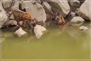 Tigress T-99 seen playing with cubs in water
