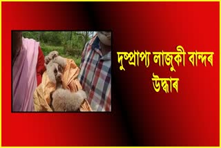 rare-bengal-slow-loris-rescue-in-golaghat