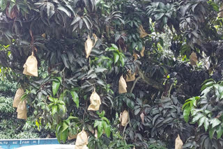 1800 kilos of mangoes from Saharanpur to be sent to President, PM, Ministers and CM Yogi
