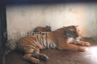 Bihar CM names four newborn tiger cubs at Patna zoo