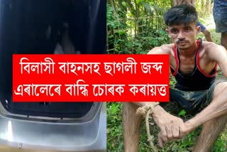 goats carrying by luxury car in Sivasagar