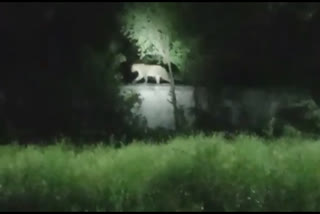 video:மதில் சுவரில் ஹாயாக நடந்து சென்ற சிறுத்தை... வாகன ஓட்டிகள் அச்சம்