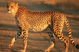 Nine leopards serving 'life imprisonment' in U'khand!