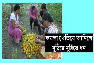 Couple Self reliant by cultivating oranges at Gohpur