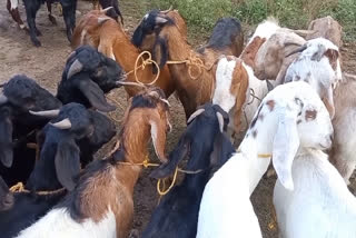 Video: கிறிஸ்துமஸை முன்னிட்டு ஆடு விற்பனை படுஜோர் - கோடிகளில் விற்பனை