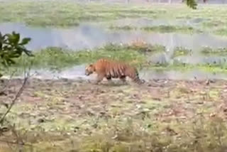 Royal Bengal Tiger