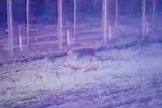 A leopard was spotted entering Indian territory by crossing the International Border from Pakistan side