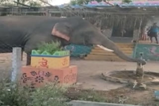 Elephant uses Hand-pump to get water