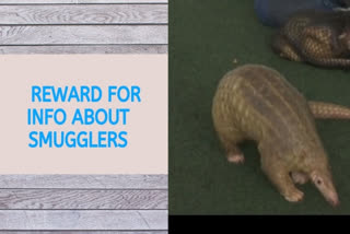 Cash reward for providing information on Pangolin smuggling