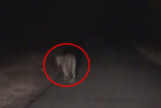 தாளவாடி அருகே வனச்சாலையில் நடந்து சென்ற  சிறுத்தை