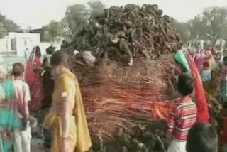 people celebrated holika pujan festival in loharu