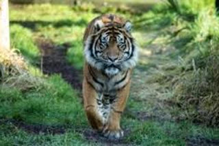 কোৱাৰান্টাইন ক