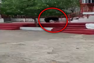video-of-bears-in-ghunchapali-chandi-temple-of-mahasamund-is-becoming-viral