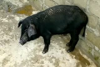 Dhemaji pig farmers afraid for Swine fever in Assam