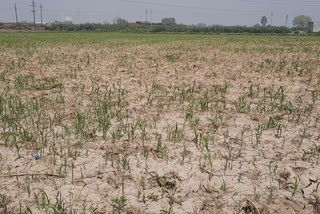 Untimely rains, defective seeds bring hardship to farmers amid lockdown
