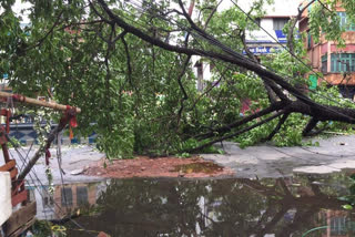 Cyclone Amphan uproots trees, damages deer enclosure in Alipore zoo