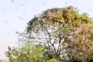 Locusts attack orange orchards in Nagpur and Wardha