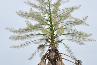 Rare Srithala tree found in Andhra's Guntur