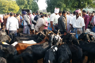 ஆடுகள் விற்பனை